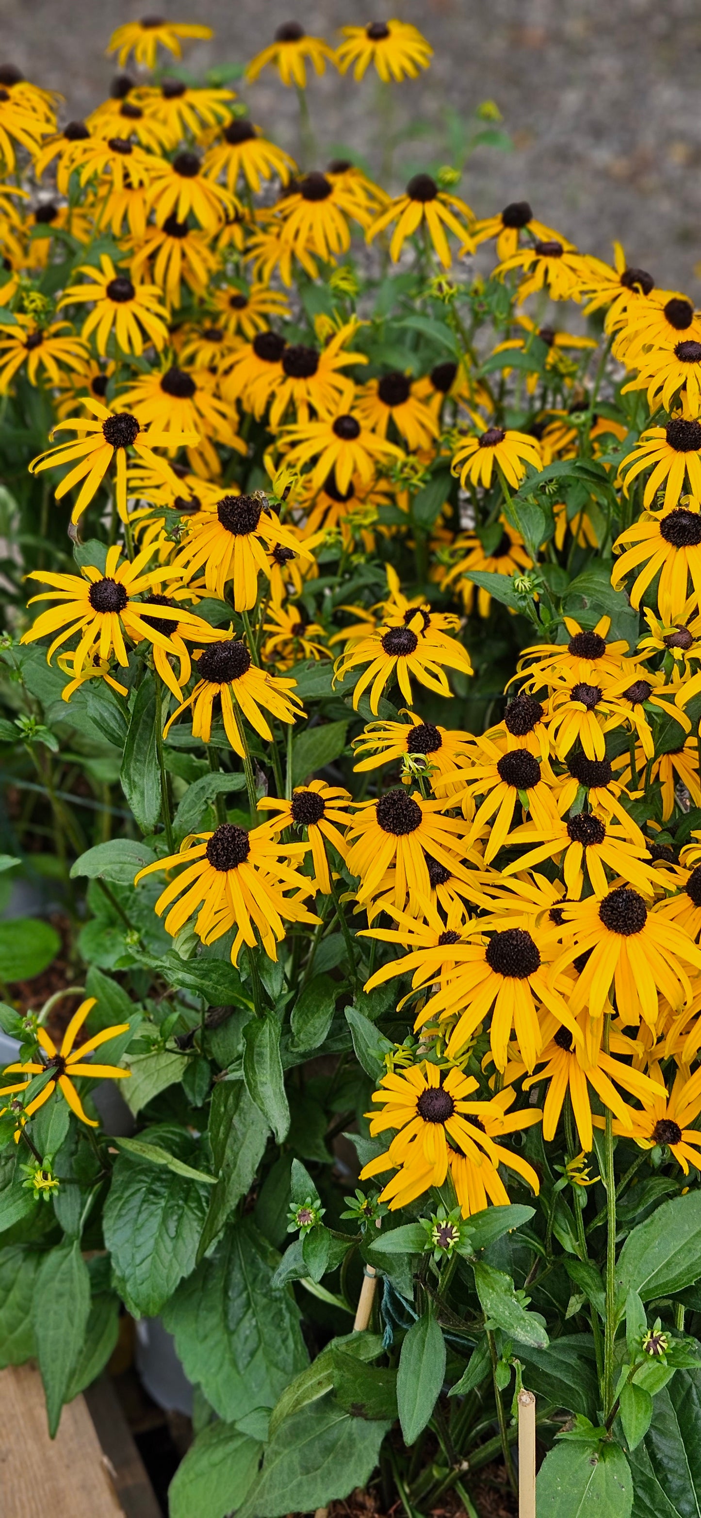 Rudbekija krāšņā "Goldsturm"