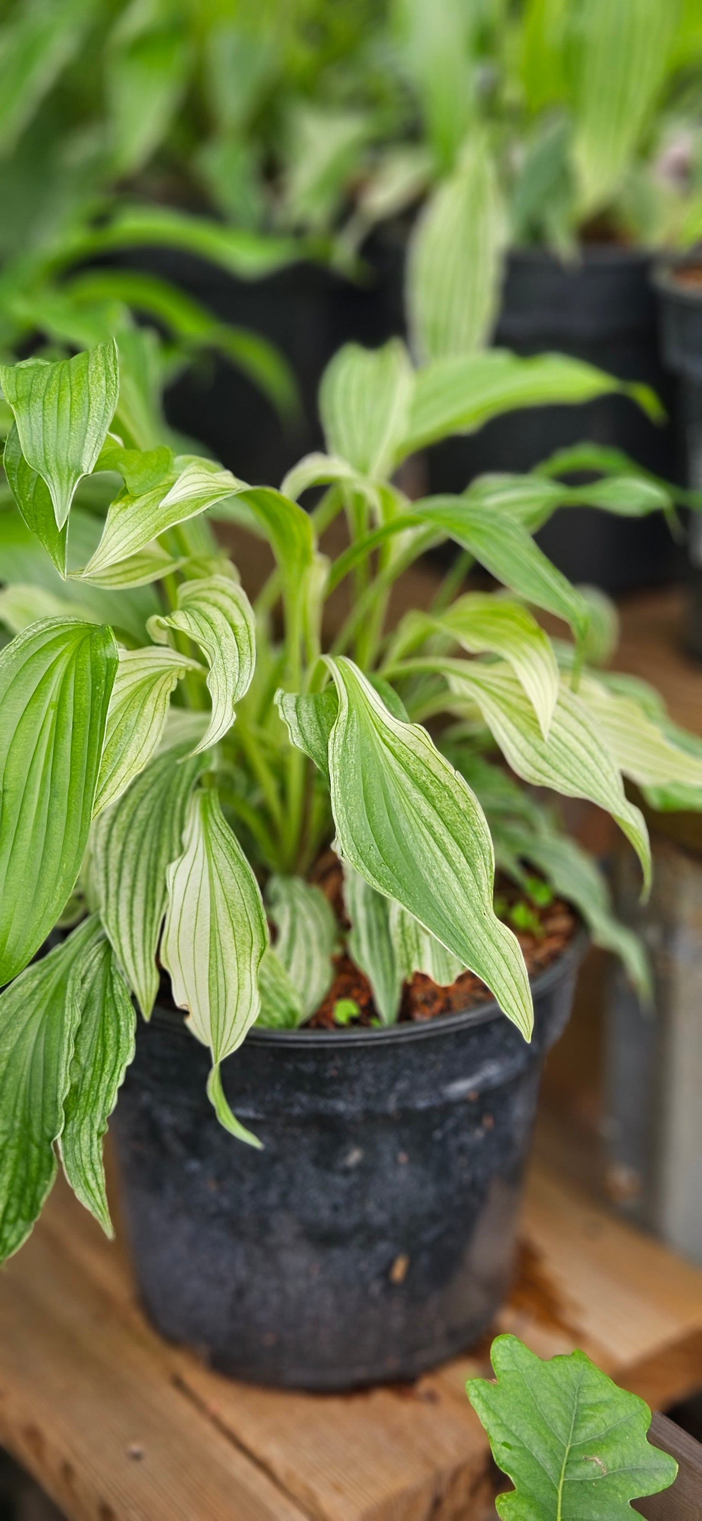 Hosta "White Feather"