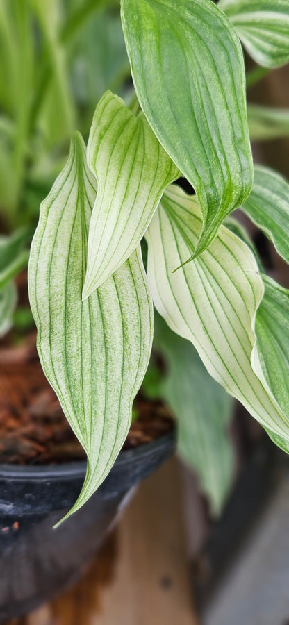 Hosta "White Feather"