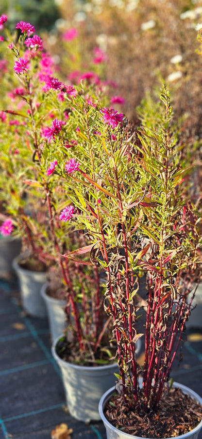 Ziemastere Jaunbeļģijas "Royal Ruby"