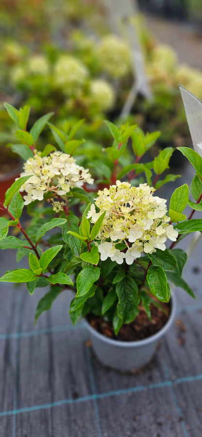 Hortenzija Skarainā "Living Little Rosy"