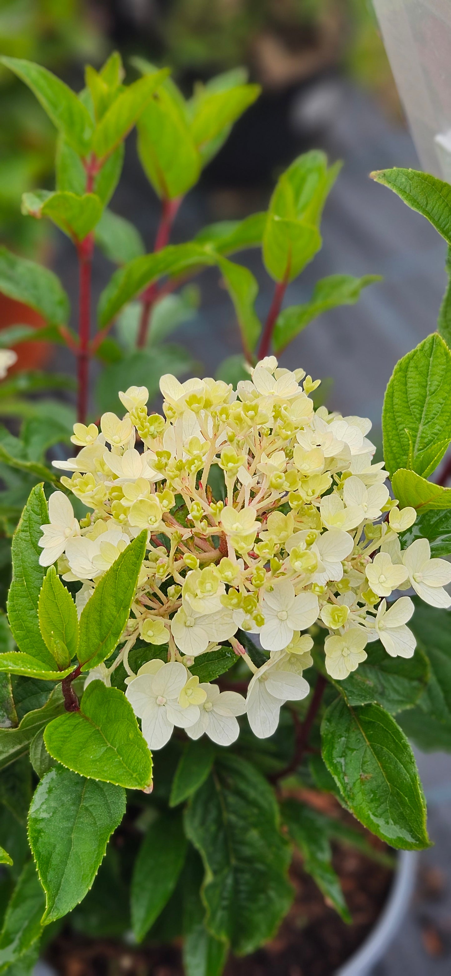 Hortenzija Skarainā "Living Little Rosy"