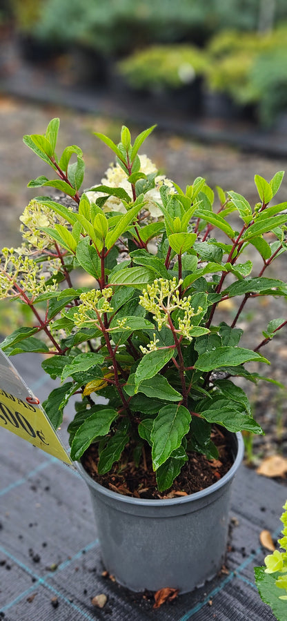 Hortenzija Skarainā "Living Little Rosy"