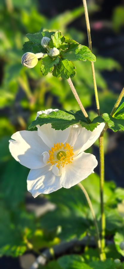 Anemone Hibrīdā "Honorine Jobert"