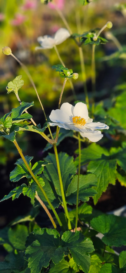 Anemone Hibrīdā "Honorine Jobert"