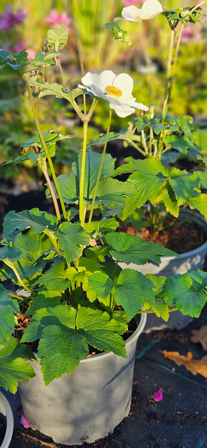 Anemone Hibrīdā "Honorine Jobert"