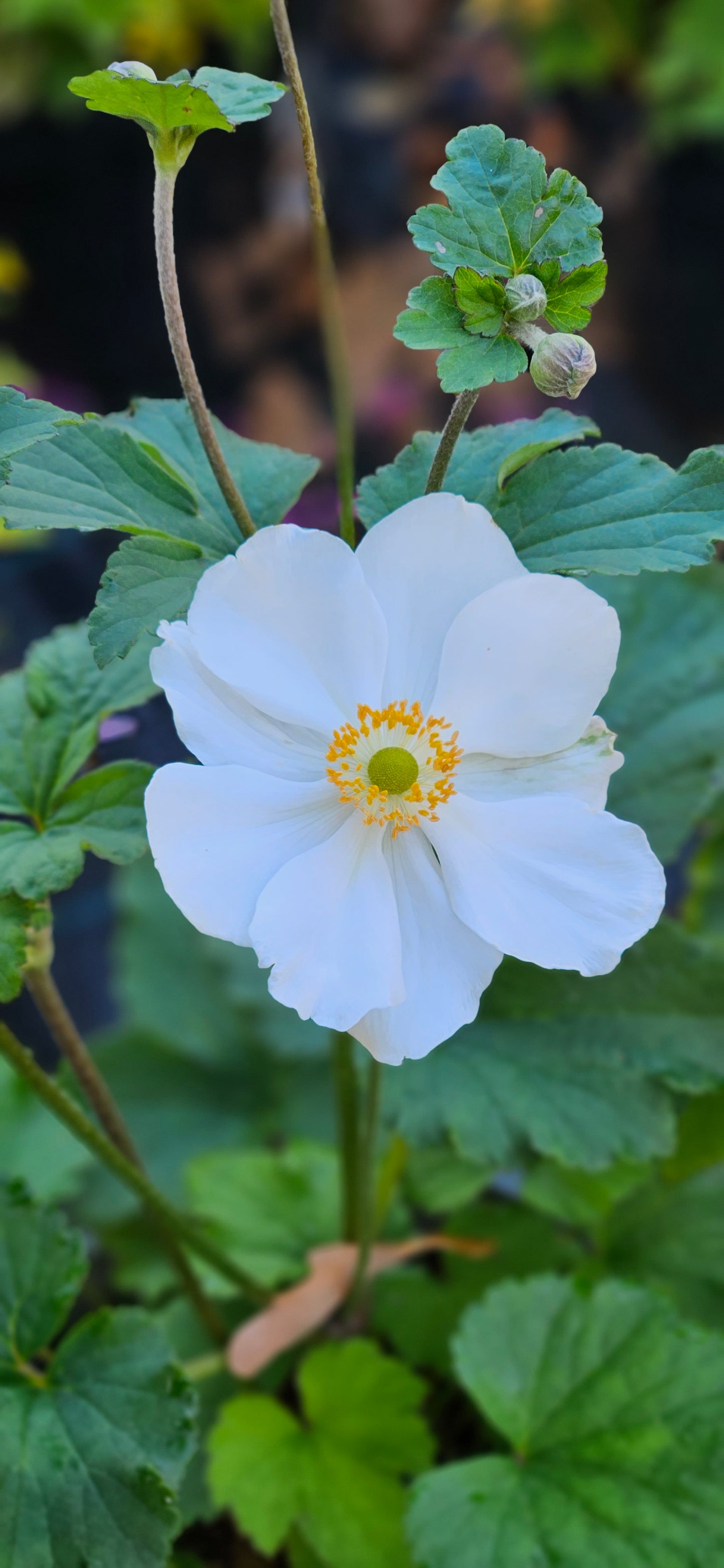 Anemone Hibrīdā "Honorine Jobert"