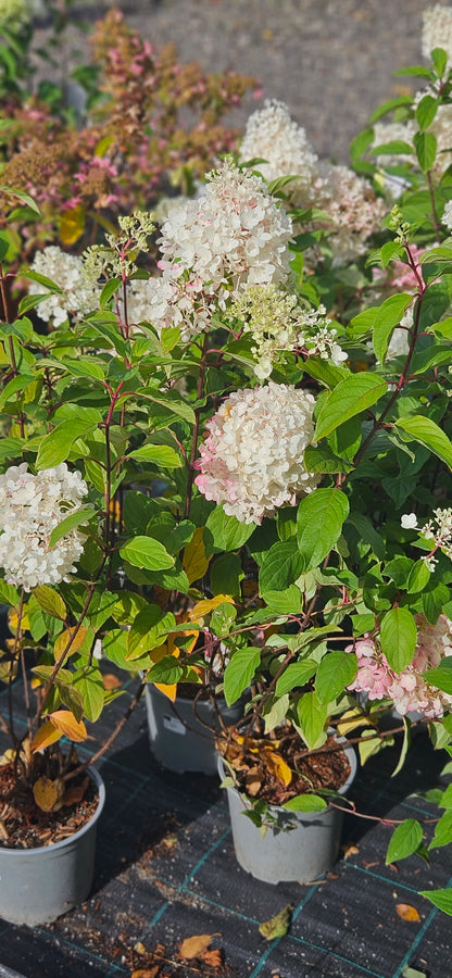 Hortenzija Skarainā "Living Strawberry Blossom"