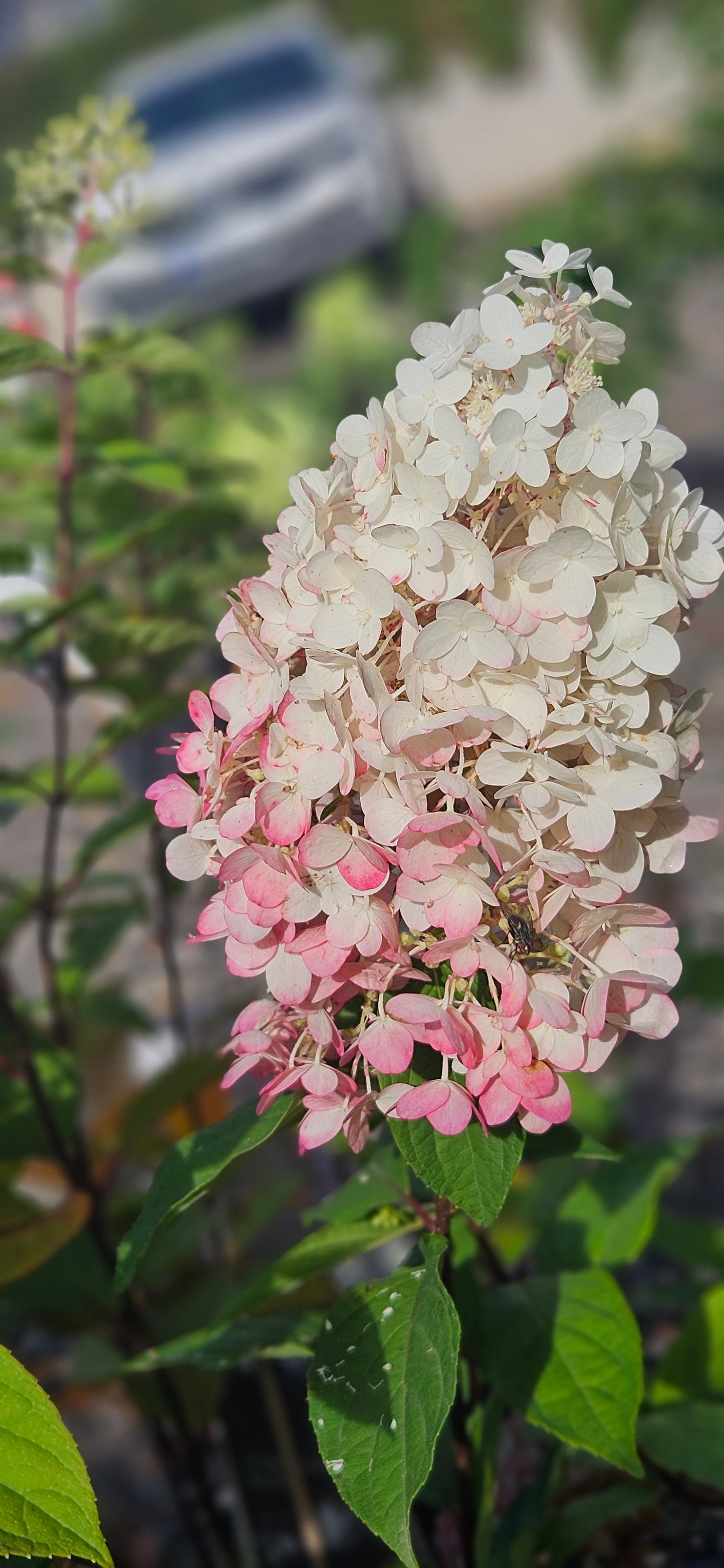 Hortenzija Skarainā "Living Strawberry Blossom"