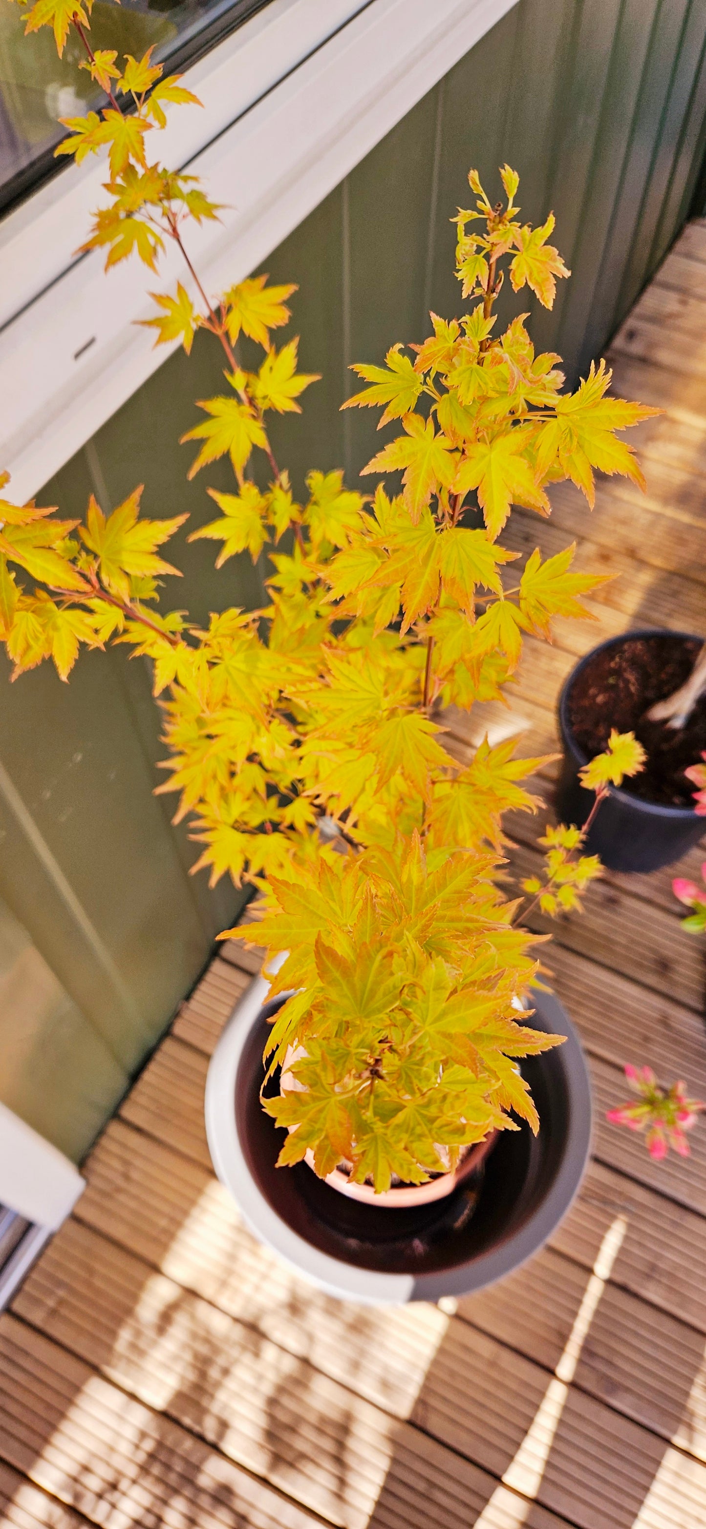 Japānas kļava "Orange Dream"