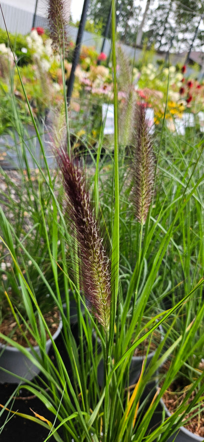 Spalvzāle lapsastu "Red Head"