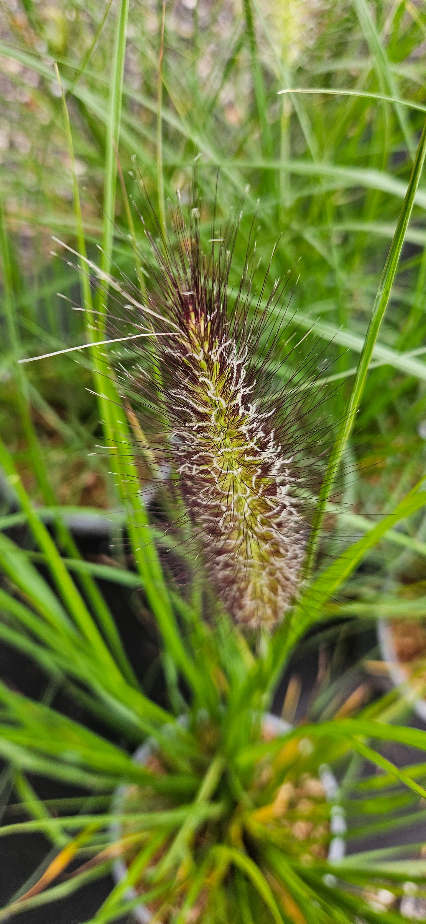 Spalvzāle lapsastu "Red Head"