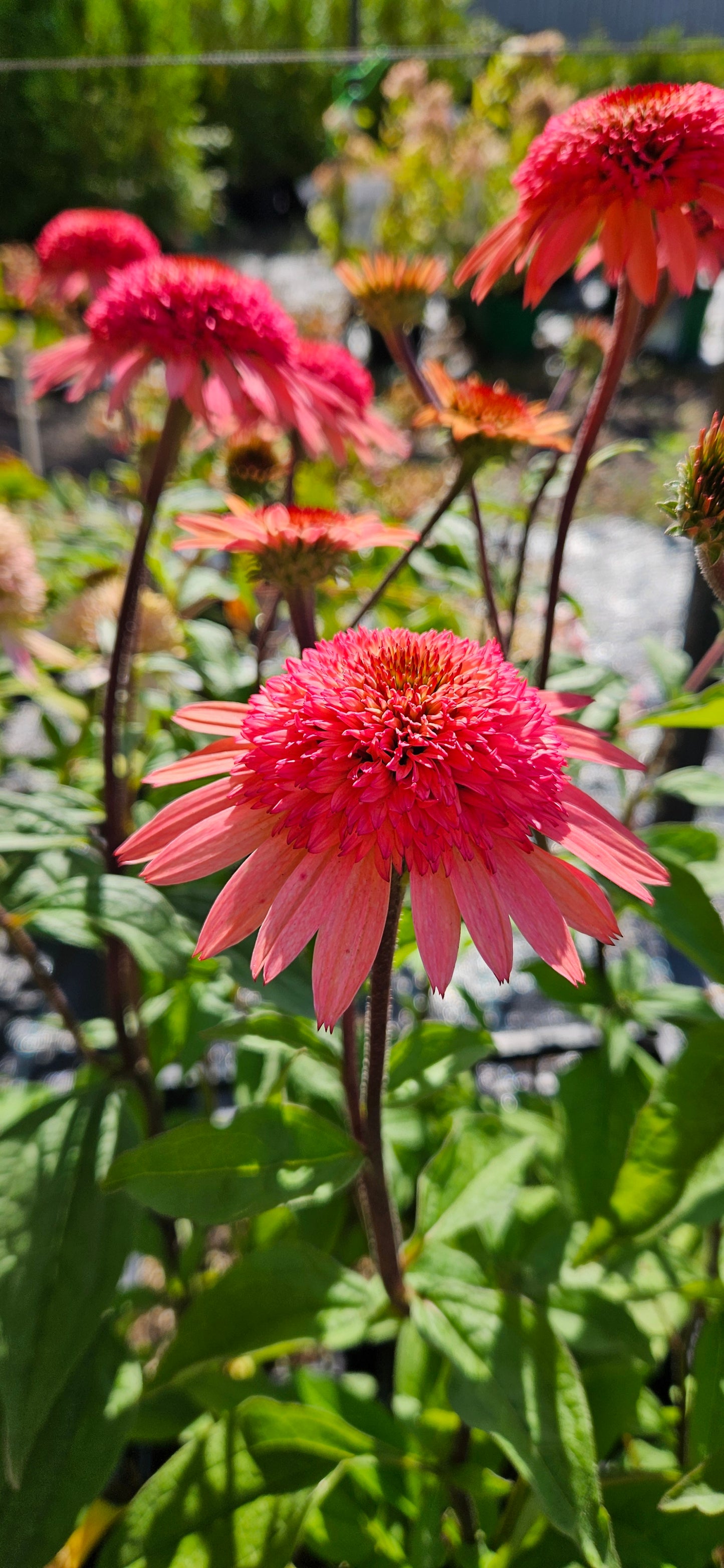 Ehinācija "Raspberry Truffle"