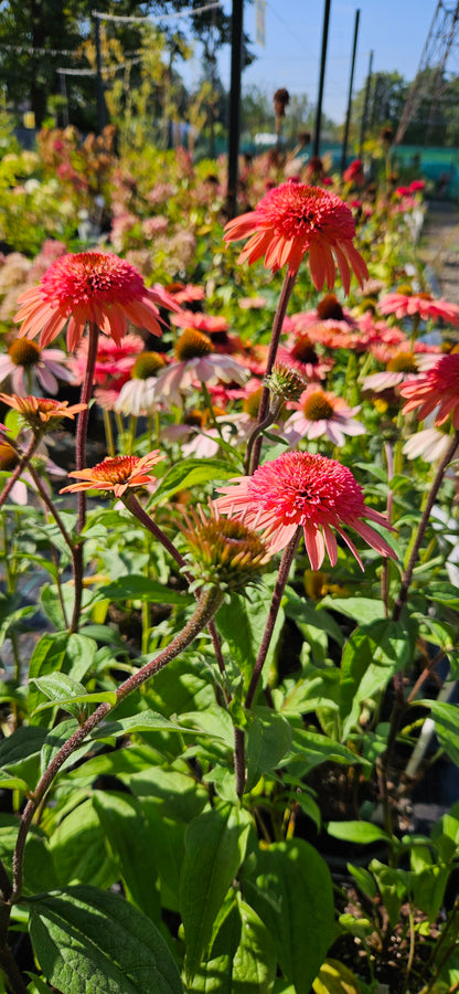 Ehinācija "Raspberry Truffle"