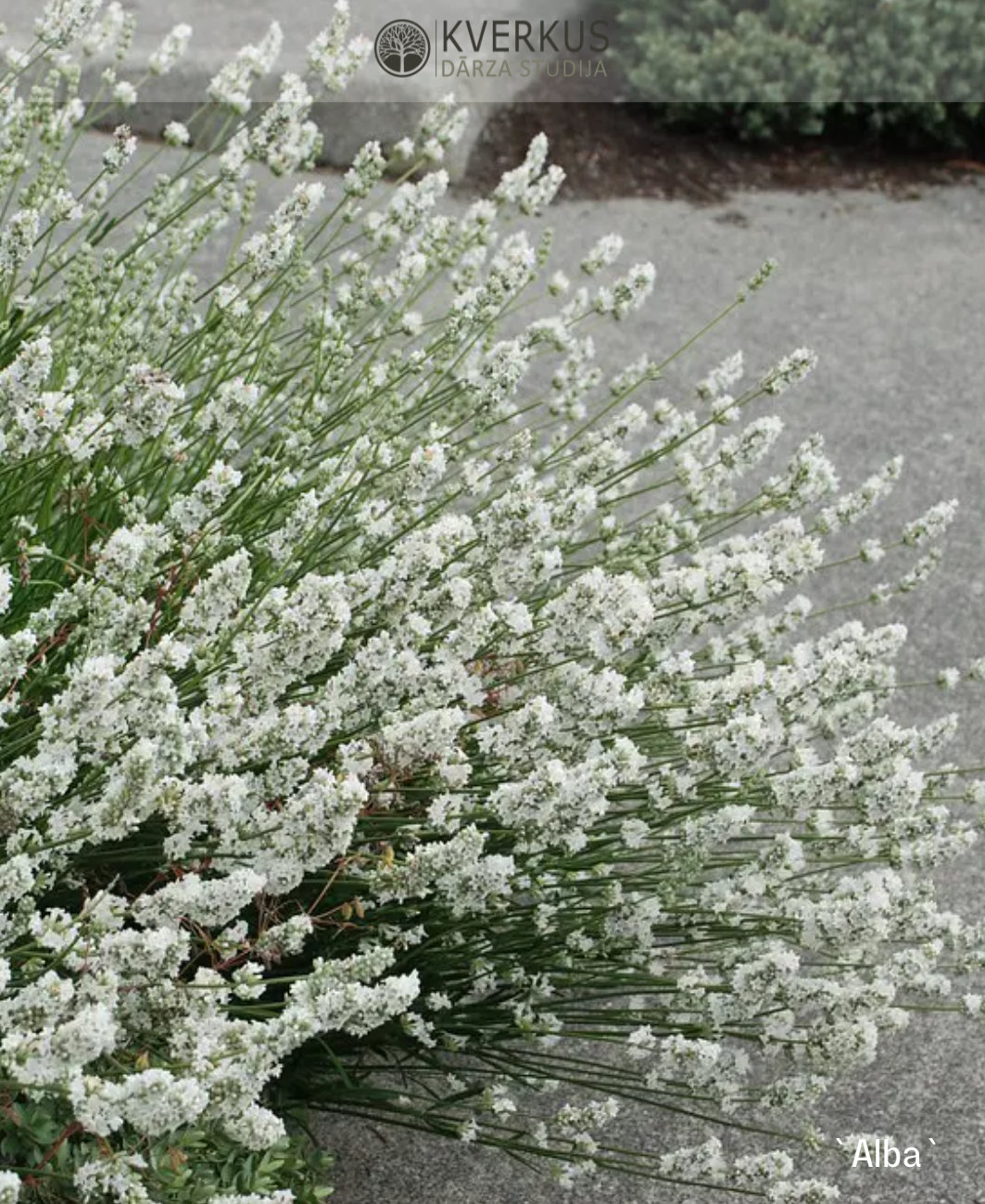 Lavanda "Alba"