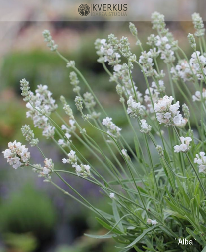 Lavanda "Alba"