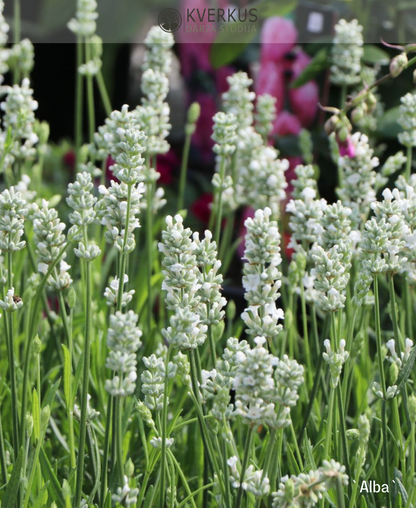 Lavanda "Alba"