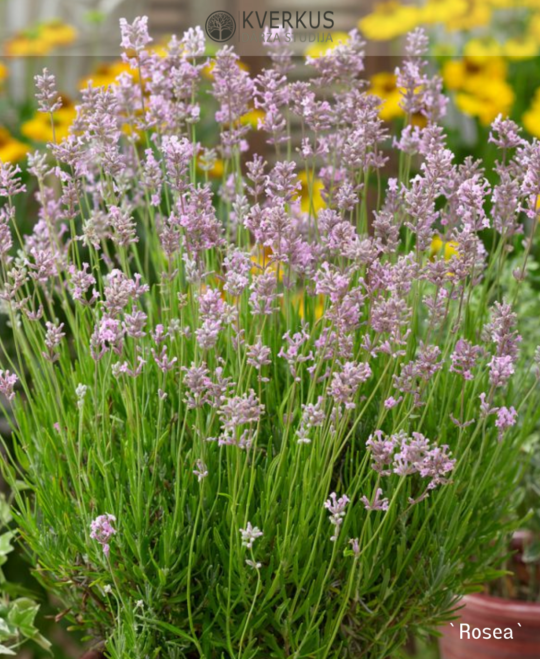 Lavanda "Rosea"