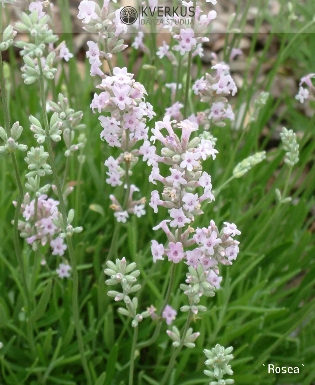 Lavanda "Rosea"