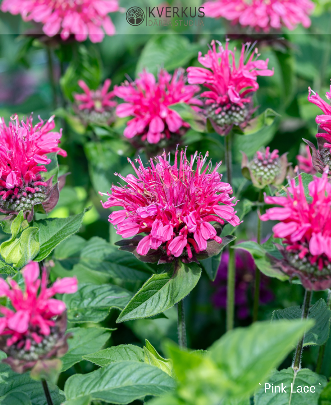 Monarda "Pink Lace"