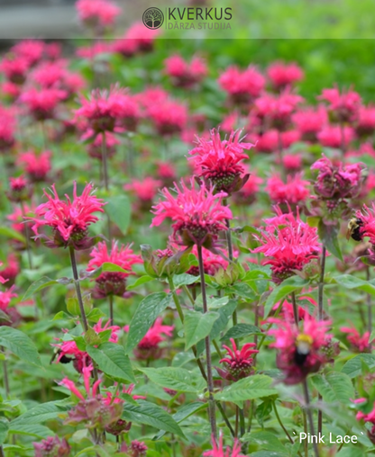 Monarda "Pink Lace"