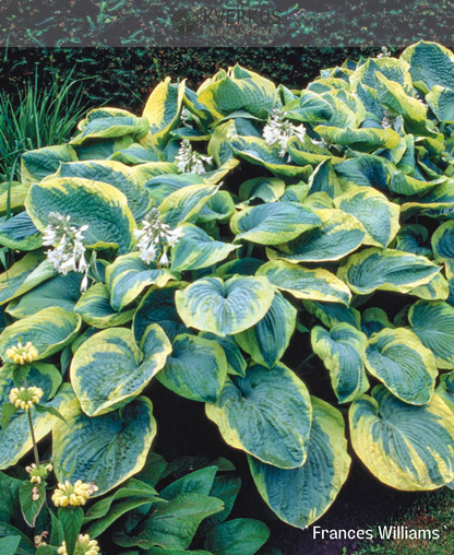 Hosta Zībolda "Frances Williams"