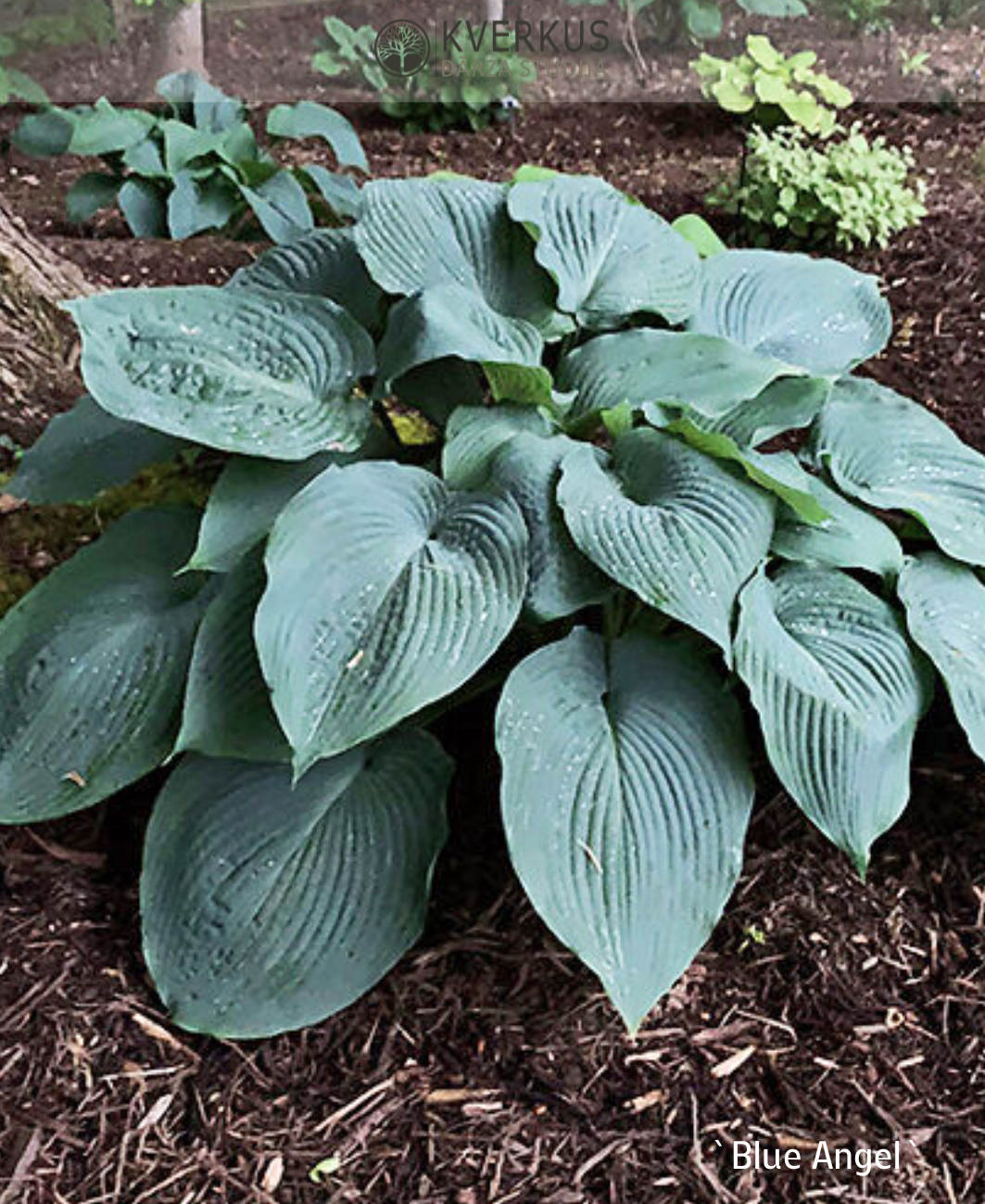 Hosta Zībolda "Blue Angel"