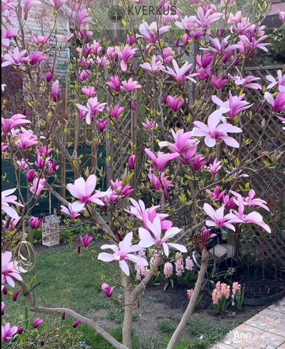 Magnolija "Ann"