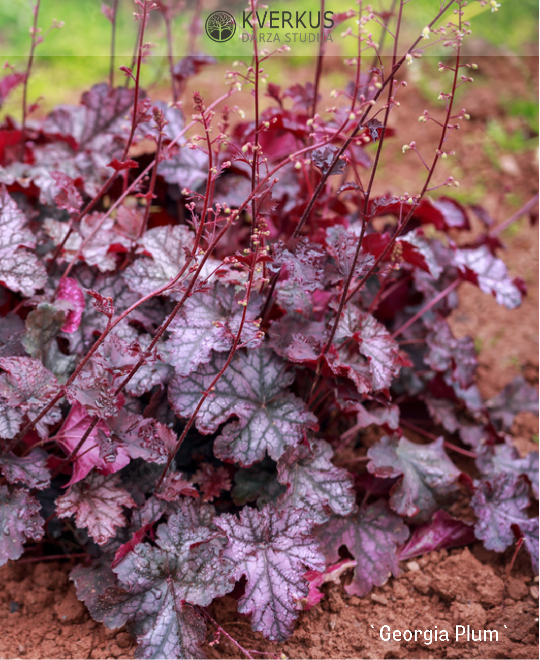 Heihēra "Georgia Plum"