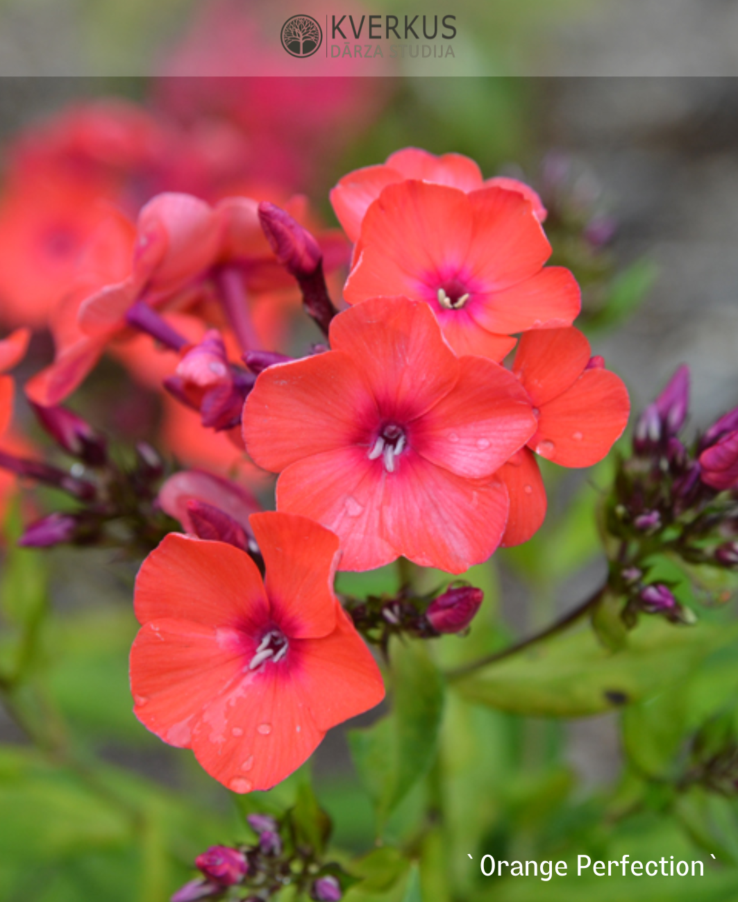 Floksis Skarainais "Orange Perfection"