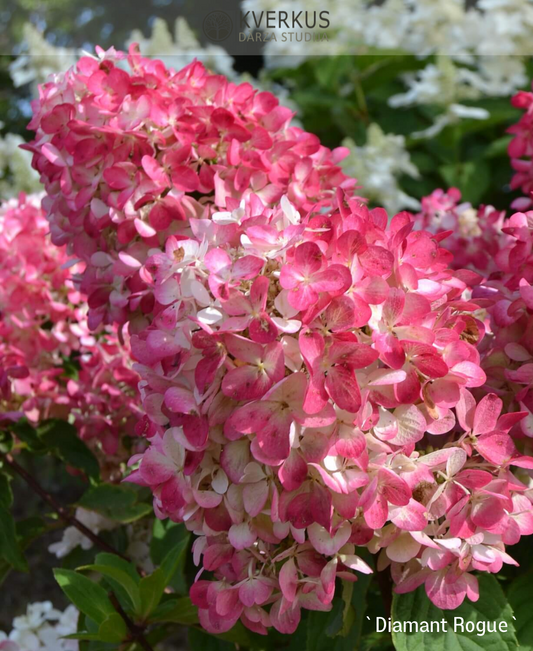 Hortenzija Skarainā "Diamant Rouge"