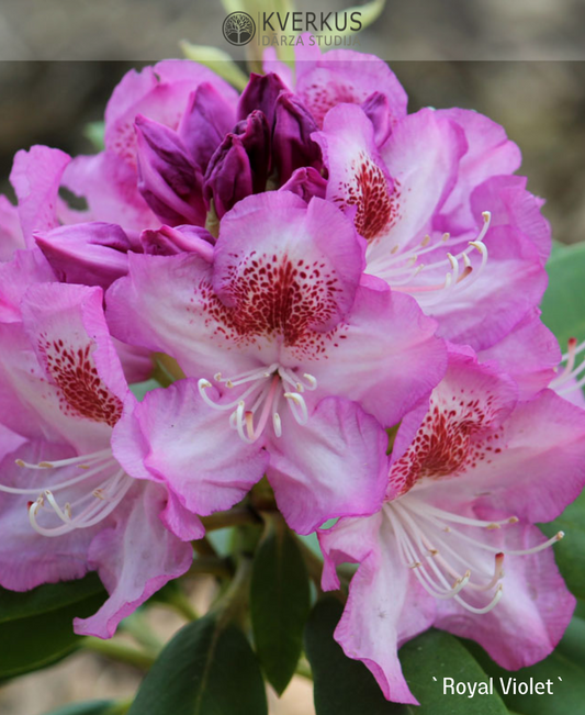 Rododendrs Mūžzaļais "Royal Violet"