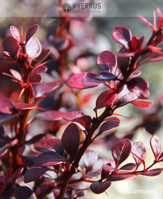 Bārbele Tunberga "Atropurpurea"