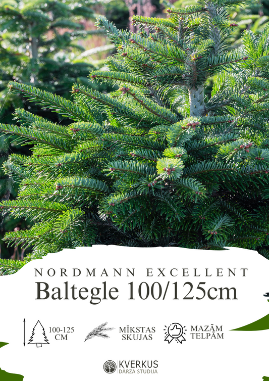 Baltegle EXCELLENT 100 - 125 CM