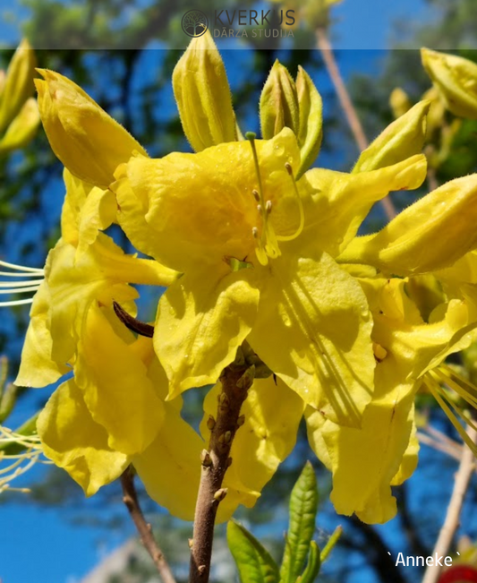 Rododendrs Vasarzaļais "Anneke"