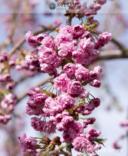 Sakura `Kiku-Shidare-Zakura`