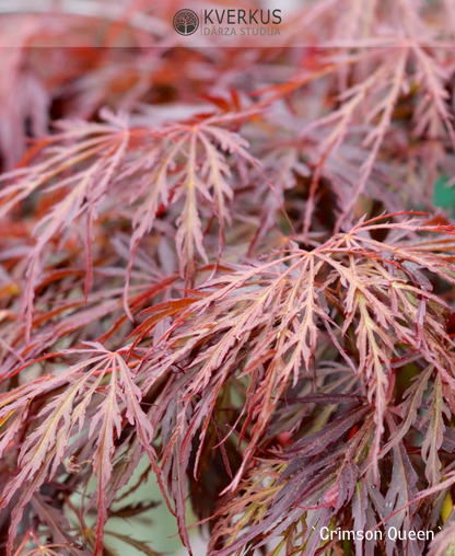 Japānas kļava "Crimson Queen"