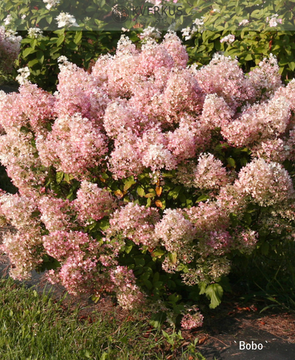 Hortenzija Skarainā "Bobo"