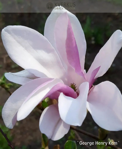 Magnolija "George Henry Kem"