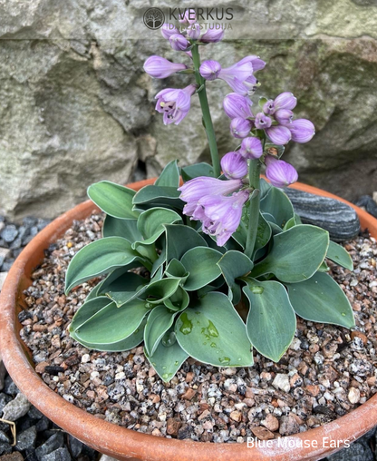 Hosta "Blue Mouse Ears"