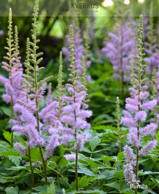 Astilbe Ķīnas "Pumila"