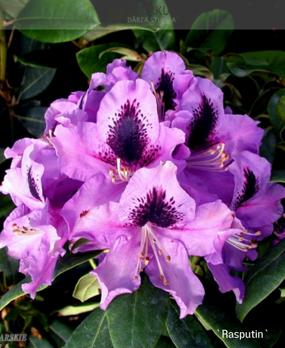 Rododendrs Mūžzaļais "Rasputin"