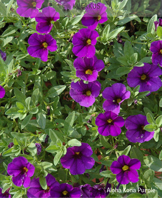Kalibrahoja - sīkziedu petūnija `Aloha Kona Purple` (10 cm podiņā)