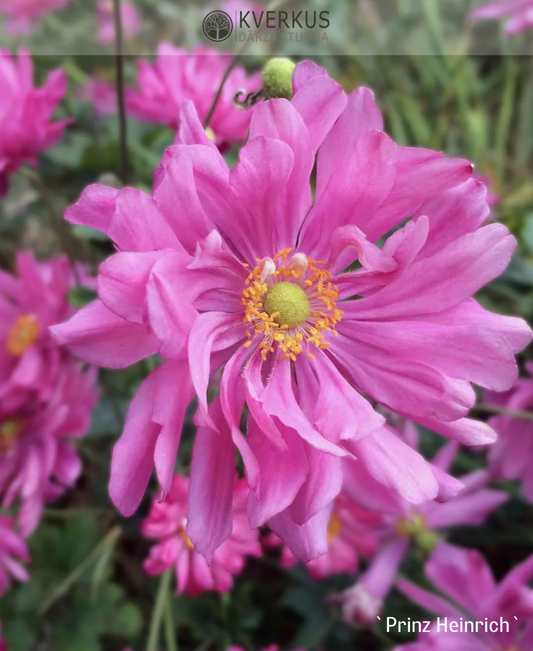 Anemone Hubejas "Prinz Heinrich"