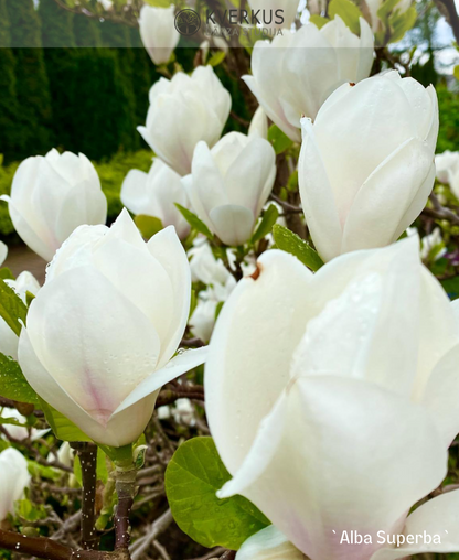 Magnolija Sulanža "Alba superba"