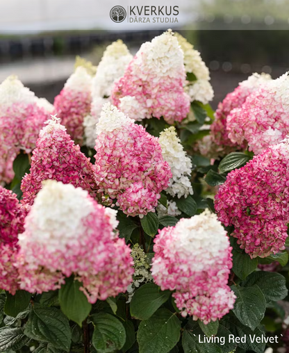 Hortenzija Skarainā "Living Red Velvet"