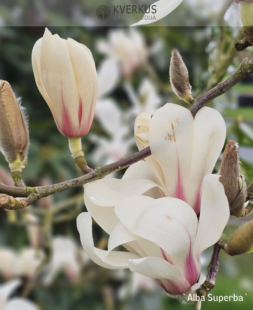 Magnolija Sulanža "Alba superba"