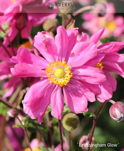 Anemone Hibrīdā "Bressingham Glow"