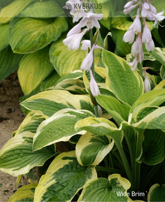 Hosta "Wide Brim"