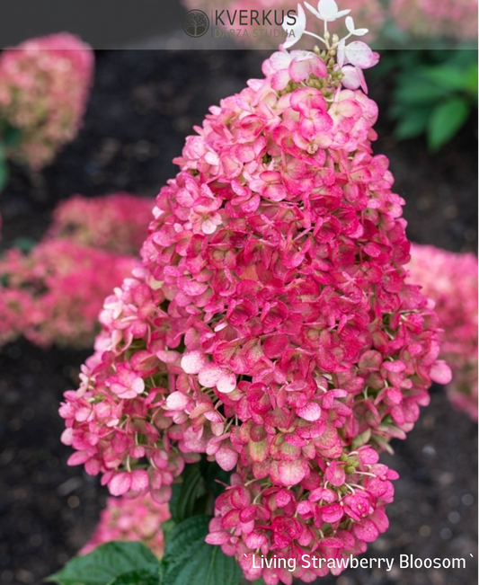 Hortenzija Skarainā "Living Strawberry Blossom"